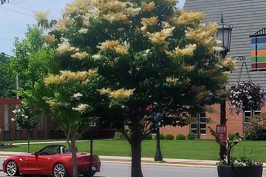 Japanese Lilac Tree located in Downtown Tiffin