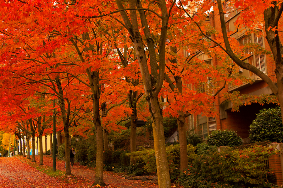 A stock image shows trees with orange leaves and leaves on the ground.