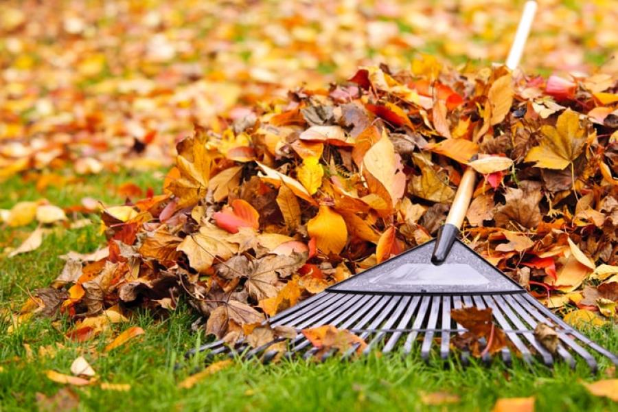 Picture of yellow and orange leaves and a rake on grass.