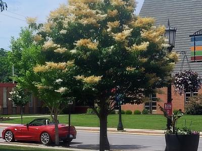 Japanese Lilac Tree located in Downtown Tiffin