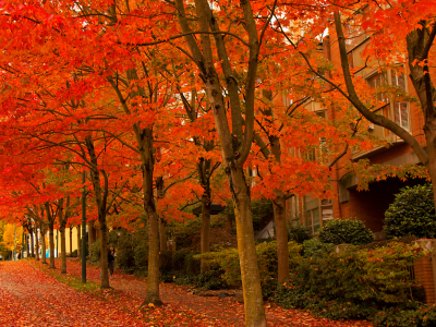 A stock image shows trees with orange leaves and leaves on the ground.