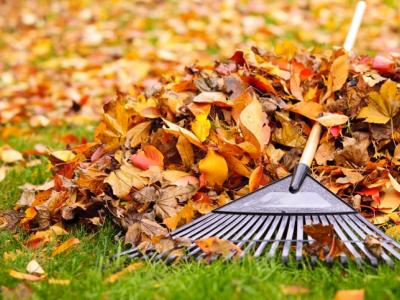 Picture of yellow and orange leaves and a rake on grass.