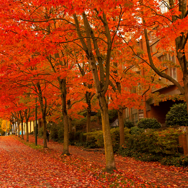 A stock image shows trees with orange leaves and leaves on the ground.