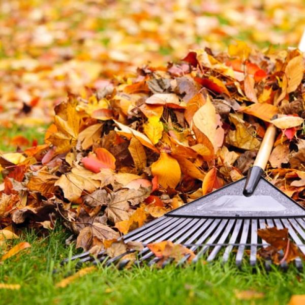 Picture of yellow and orange leaves and a rake on grass.